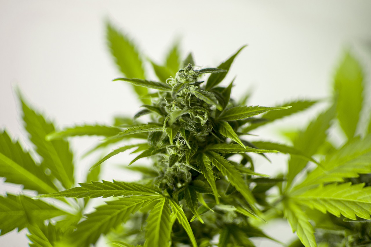 最新款毛豆Y的特点及应用场景解析