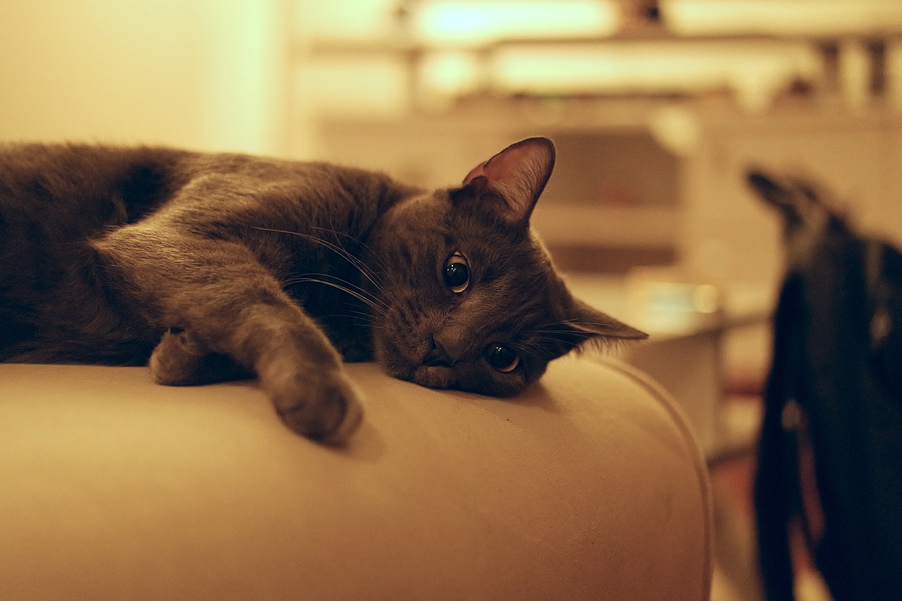 宠物猫YY最新视频探讨与欣赏，小猫咪的魅力展现