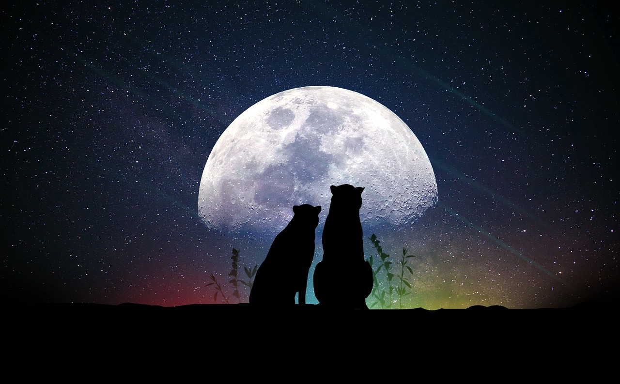 午夜风流，最新章节的文学魅力与情感深度探索揭秘